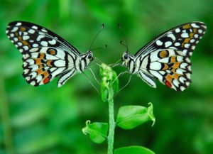 butterflyeffect-300x217 butterflyeffect