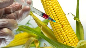gmo-maize-1-300x169 gmo-maize