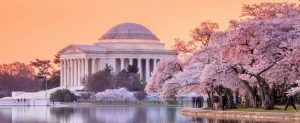 JS-Realty-Cherry-Blossoms-300x123 JS-Realty-Cherry-Blossoms