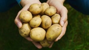 green-potatoes-toxic-300x169 green-potatoes-toxic