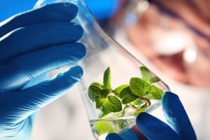 chemistry-envscience-300x200 Scientist holding and examining samples with plants