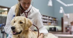 marboro-dog-with-vet-large-300x156 marboro-dog-with-vet-large
