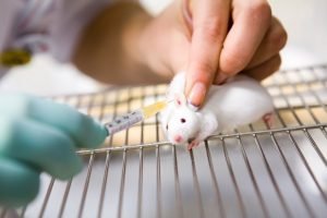 o_1332946-300x200 Vaccine test on laboratory mouse, injection