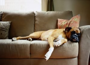 dog-on-couch-300x219 dog-on-couch
