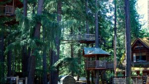 170502173338-treesort-oregon-super-169-300x169 170502173338-treesort-oregon-super-169
