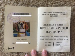 FullSizeRender-9-300x225 В паспорте обязательно должно быть фото животного.