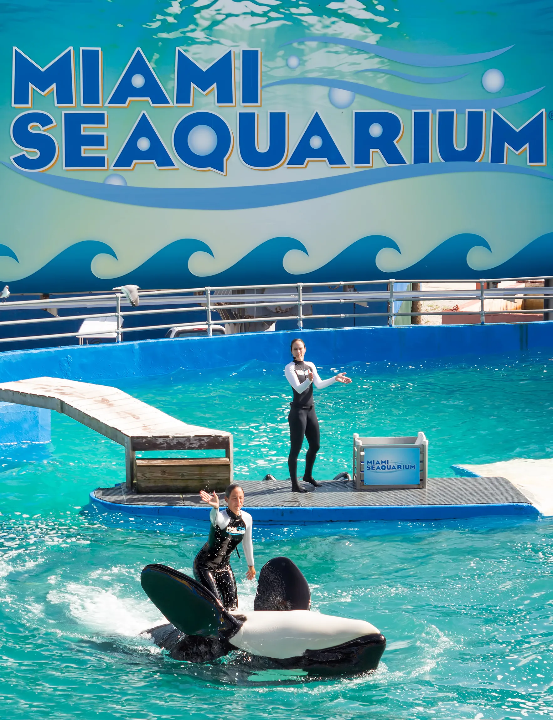 Выступление дрессировщиков с косаткой в бассейне Miami Seaquarium