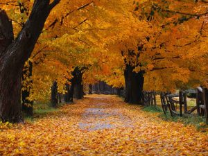 autumn-leaves-by-muskurahatdotus-300x225 autumn-leaves-by-muskurahatdotus