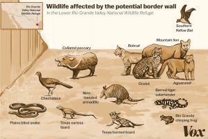 border_wall_wildlife-300x201 border_wall_wildlife