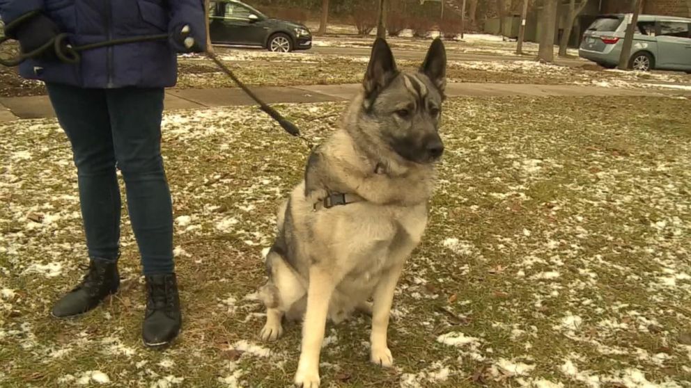 180201_wotv_dog_benefits_16x9_992 Как собака из Мичигана получила пособие по безработице