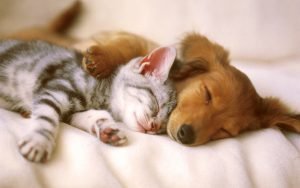 dag-cat-sleeping-300x188 dag-cat-sleeping