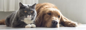 dog-and-cat-header-300x104 dog-and-cat-header