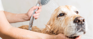 dog-service-wash-1500x630-300x126 dog-service-wash-1500x630