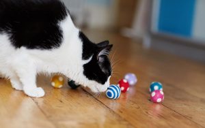 natural-pet-toy-co-summer-collection-049-lowres-e1520793994607-300x188 natural-pet-toy-co---summer-collection-049---lowres