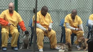 camden-county-inmates-dogs_frame_25835-300x169 camden-county-inmates-dogs_frame_25835