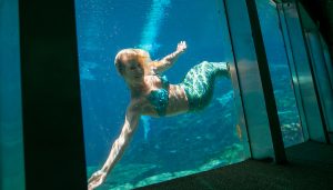 mermaids009-e1524414784754-300x171 MERMAIDS1116