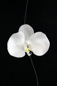 orchid-garland-cream-6ft-8-200x300 orchid-garland-cream-6ft-8