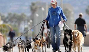 Dogwalker-1-e1532201125481-300x176 Dogwalker-1