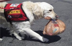 ServiceDog--300x192 Service Dog помогают владельцу в быту и даже носить в зубах сумку.