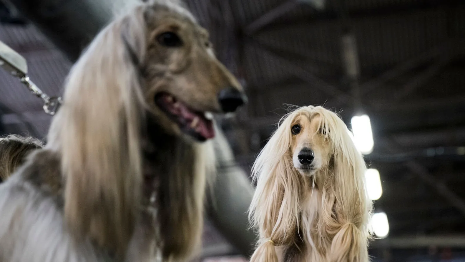 Две афганские борзые с длинной шерстью на выставке собак Westminster Kennel Club.