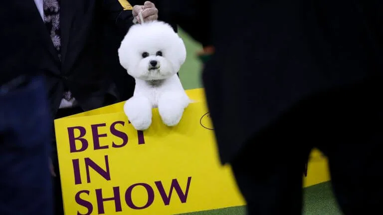 Белый пушистый бишон фризе за табличкой Best in Show на выставке собак.