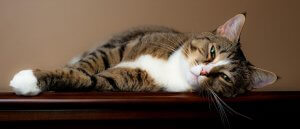 finicky-cat-300x129 finicky-cat