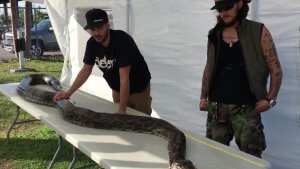 17FootPythonFlorida-300x169 17+Foot+Python+Florida