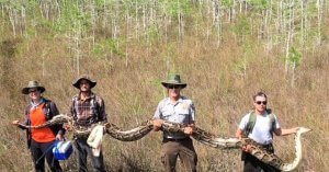 Big-Cypress-National-Preserve-python-640x335-300x157 Big-Cypress-National-Preserve-python-640x335