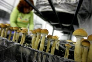 AP_070803030546-300x204 NETHERLANDS MAGIC MUSHROOMS