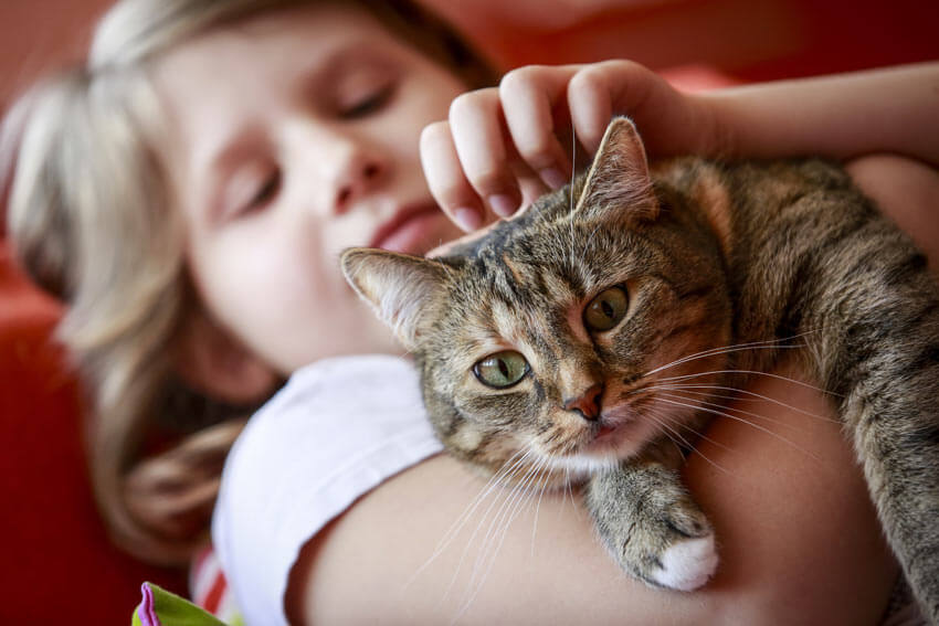Cat-Cat_Guide-A_young_child_holding_her_beautiful_new_cat Как воспитать добрых детей