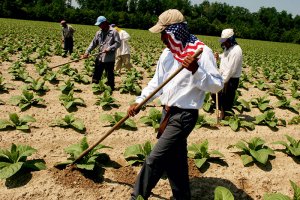 migraint-farm-workers-300x200 migraint-farm-workers