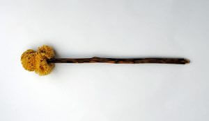 Xylospongium-300x175 Xylospongium