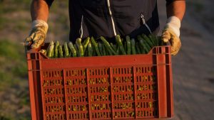 https___cdn.cnn_.com_cnnnext_dam_assets_200416101940-migrant-farm-worker-germany-file-restricted-300x169 https___cdn.cnn.com_cnnnext_dam_assets_200416101940-migrant-farm-worker-germany-file-restricted