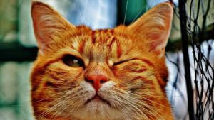 Meowing-Royalty-300x169 Meowing Royalty
