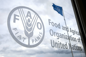 FAO-300x199 FAO