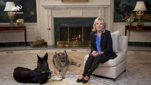 biden-dogs-300x169 biden-dogs
