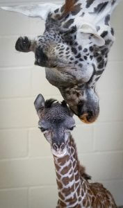 Attachment-Pic-1-177x300 Baby Giraffe  April 2019