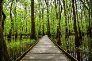 original_congaree_c_Jimmy_Gray_Photo_Shutterstock-300x200 original_congaree_(c)_Jimmy_Gray_Photo_Shutterstock