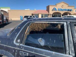 31xp-bees-articleLarge-300x225 31xp-bees-articleLarge