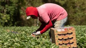 farmworkersUSDA-1280x720-300x169 farmworkersUSDA-1280x720