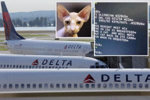 delta-breasfeeding-cat-index-300x200 delta-breasfeeding-cat-index