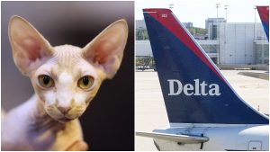 delta-flight-breastfeeding-cat-300x169 delta-flight-breastfeeding-cat