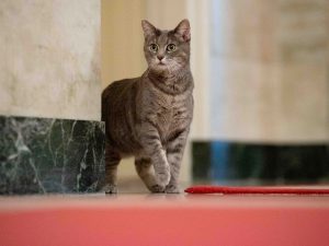 flotus_cat_3-59f1a1cd19821a0283b4aee2a1f15e2d49b44bbd-s1200-c85-300x225 flotus_cat_3-59f1a1cd19821a0283b4aee2a1f15e2d49b44bbd-s1200-c85