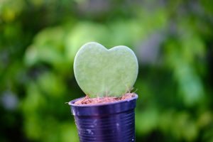 sweetheart-hoya-300x200 sweetheart-hoya