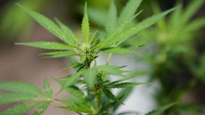 https___cdn.cnn_.com_cnnnext_dam_assets_200212082624-01-cannabis-plant-file-300x169 https___cdn.cnn.com_cnnnext_dam_assets_200212082624-01-cannabis-plant-file