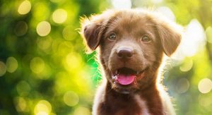 Cute-Dog-Names-HP-long-300x163 Cute-Dog-Names-HP-long