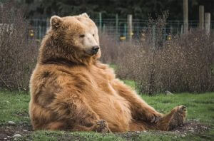 Bear-main-300x198 Bear-main